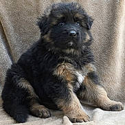 Zeus is registered to the contest to win money with this photo: puppy, dog, fluffy, black_fur, brown_fur, sitting, blanket, soft_texture, cute, pet, animal, young_dog, indoor, portrait, furry, adorable, looking, front_view, companion, cozy