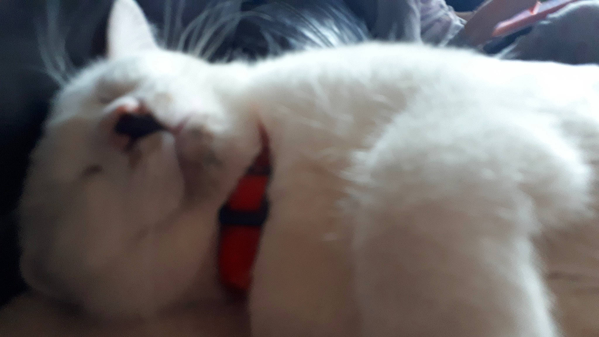 Comète participe au concours pour gagner de l'argent avec cette photo : canidae, carnivore, cat, colorpoint_shorthair, felidae, khao_manee, mammal, ragdoll, small_to_medium_sized_cats, snout, turkish_angora, vertebrate, whiskers