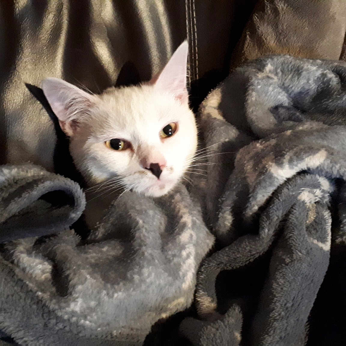 Comète participe au concours pour gagner de l'argent avec cette photo : american_wirehair, asian, burmilla, carnivore, cat, devon_rex, domestic_short_haired_cat, european_shorthair, felidae, german_rex, kitten, mammal, ojos_azules, small_to_medium_sized_cats, vertebrate, whiskers