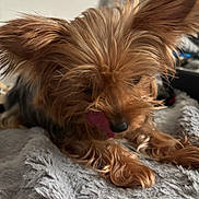 Stormy joined the competition — help win amazing prizes! dog, small_dog, yorkshire_terrier, fluffy, fur, tongue_out, pet, cute, close_up, indoor, blanket, soft_texture, sleepy, lying_down, animal, mammal, companion, cute_pet, furry, tongue