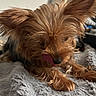 dog, small_dog, yorkshire_terrier, fluffy, fur, tongue_out, pet, cute, close_up, indoor, blanket, soft_texture, sleepy, lying_down, animal, mammal, companion, cute_pet, furry, tongue