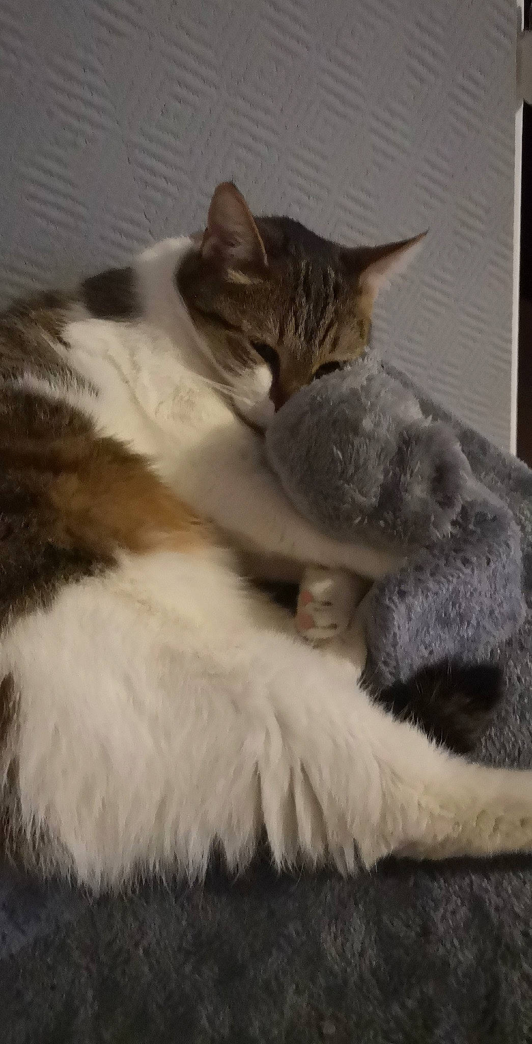 Taz a rejoint le concours — aidez-le/la à gagner de superbes lots ! carnivore, cat, claw, comfort, domestic_short_haired_cat, fawn, felidae, fur, grey, nap, paw, sitting, sleep, small_to_medium_sized_cats, snout, tail, whiskers