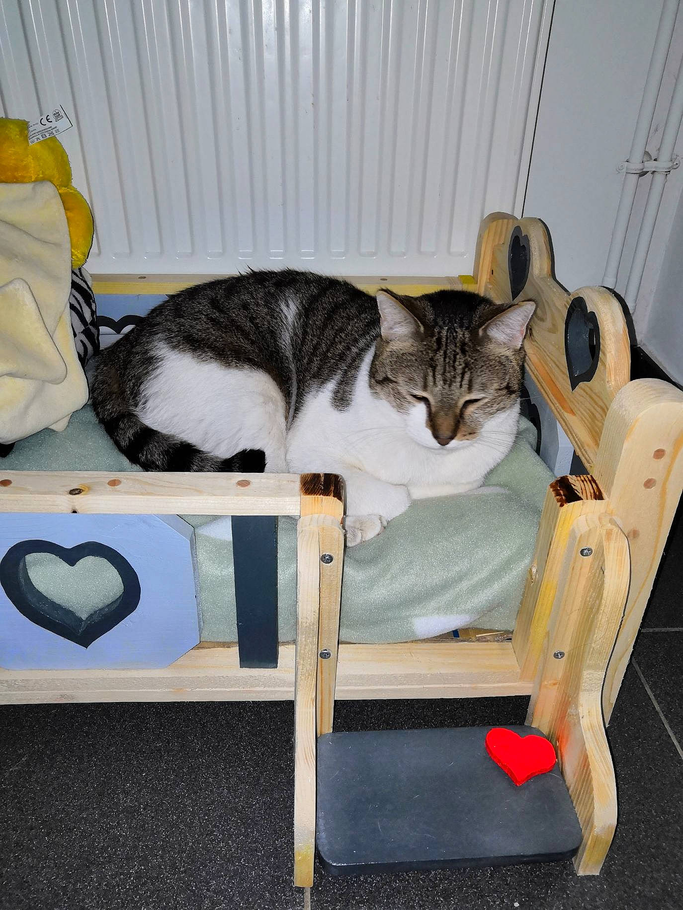 Taz participe au concours pour gagner de l'argent avec cette photo : bag, carnivore, cat, comfort, domestic_short_haired_cat, felidae, fur, linens, mammal, nap, paw, rectangle, room, sitting, small_to_medium_sized_cats, tail, textile, vertebrate, whiskers, wood