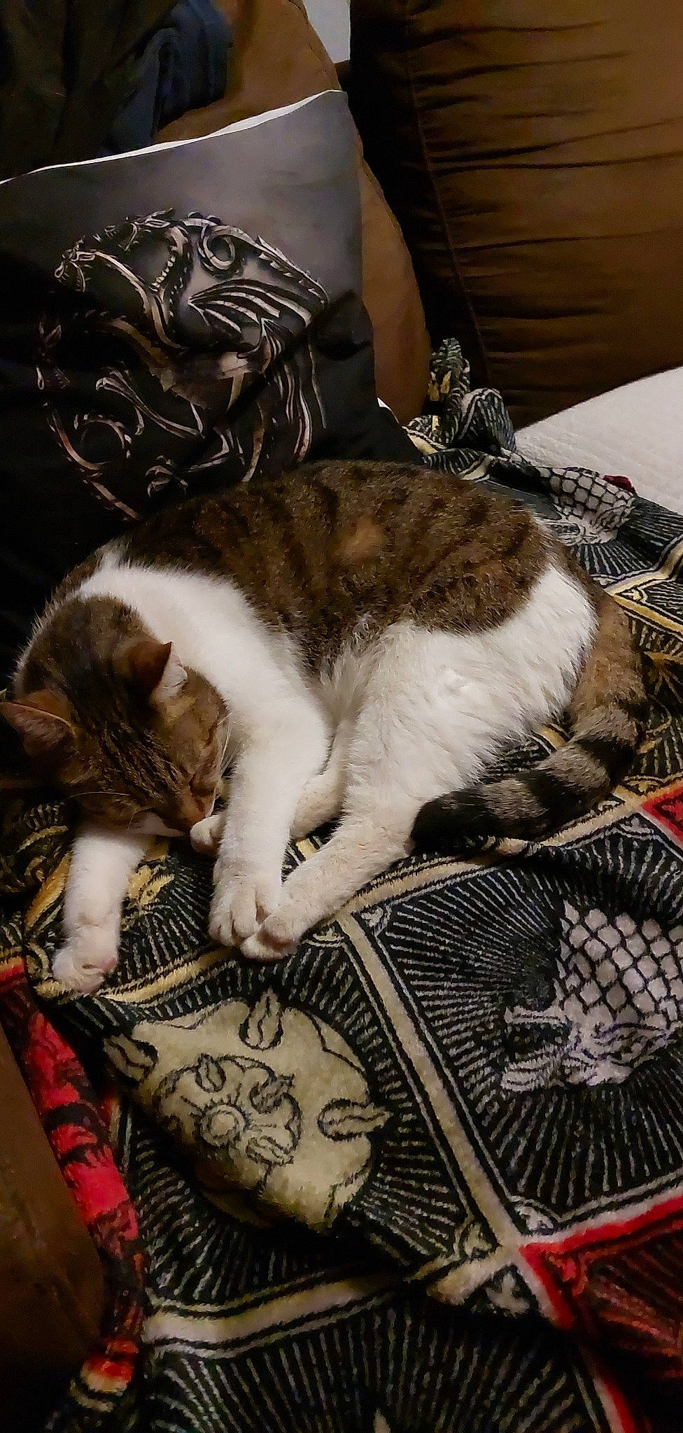 Taz a rejoint le concours — aidez-le/la à gagner de superbes lots ! carnivore, cat, claw, comfort, companion_dog, domestic_short_haired_cat, fawn, felidae, fur, human_leg, lap, linens, metal, pattern, paw, small_to_medium_sized_cats, tail, textile, tree, whiskers