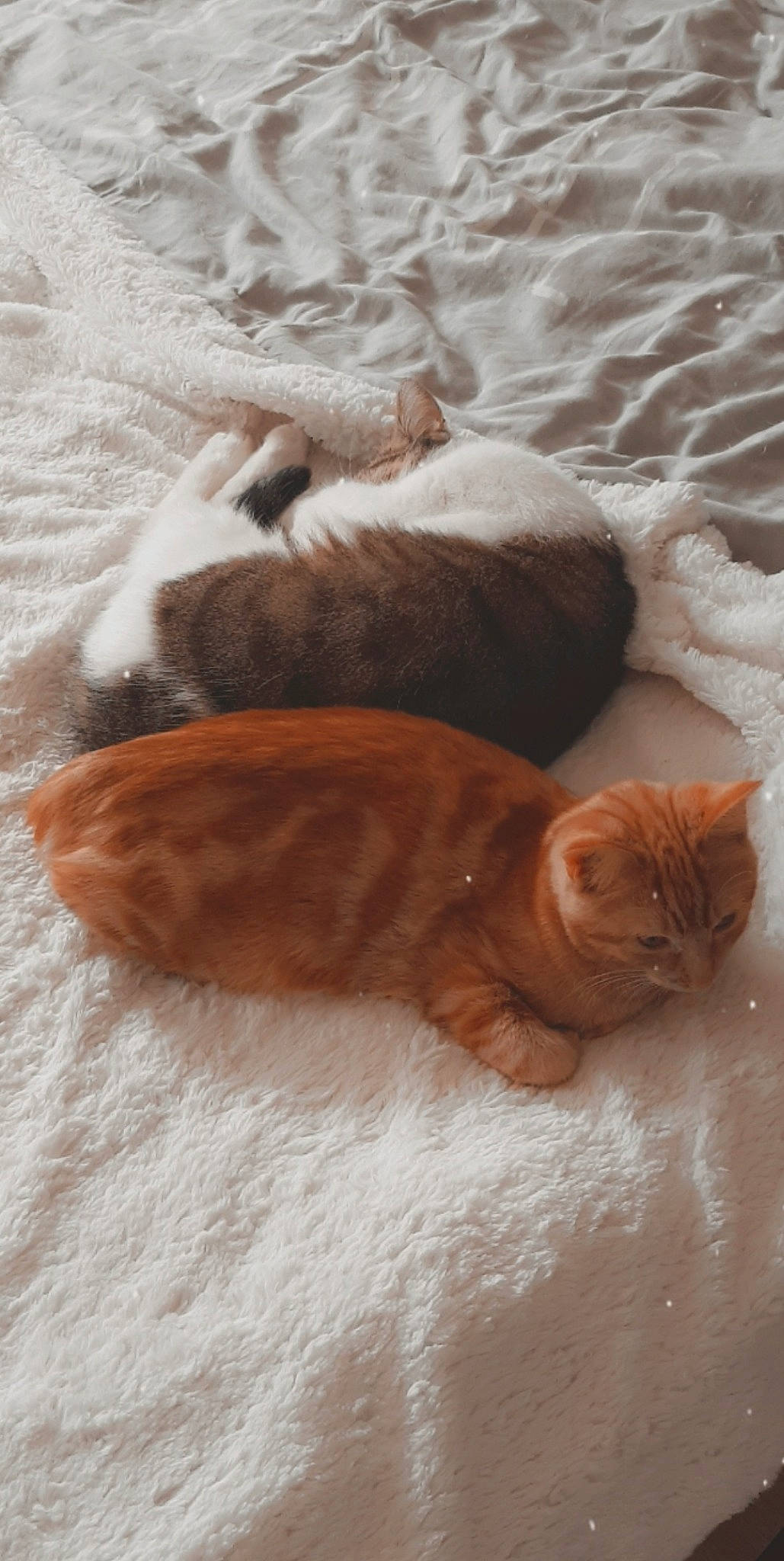 Harley participe au concours pour gagner de l'argent avec cette photo : carnivore, cat, claw, comfort, domestic_short_haired_cat, fawn, felidae, flooring, fur, hardwood, liver, nap, paw, sand, small_to_medium_sized_cats, snout, tail, terrestrial_animal, whiskers, wood