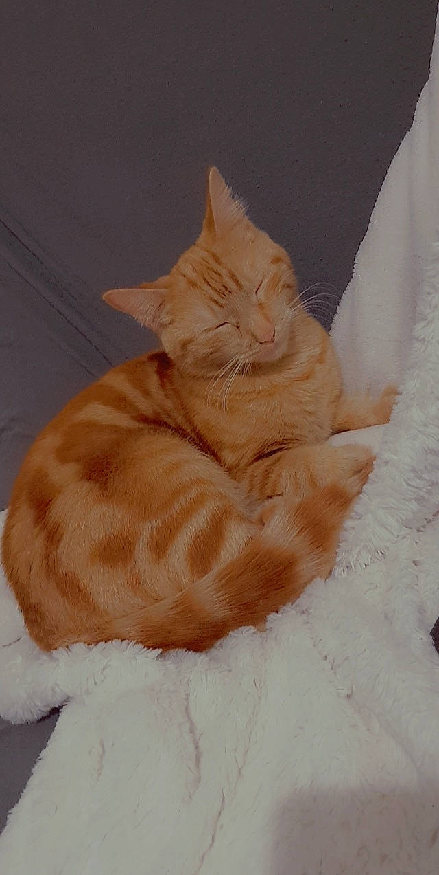 Harley a rejoint le concours — aidez-le/la à gagner de superbes lots ! carnivore, cat, claw, comfort, domestic_short_haired_cat, duvet, fawn, felidae, flooring, foot, fur, hardwood, linens, nap, paw, peach, small_to_medium_sized_cats, tail, whiskers, wood