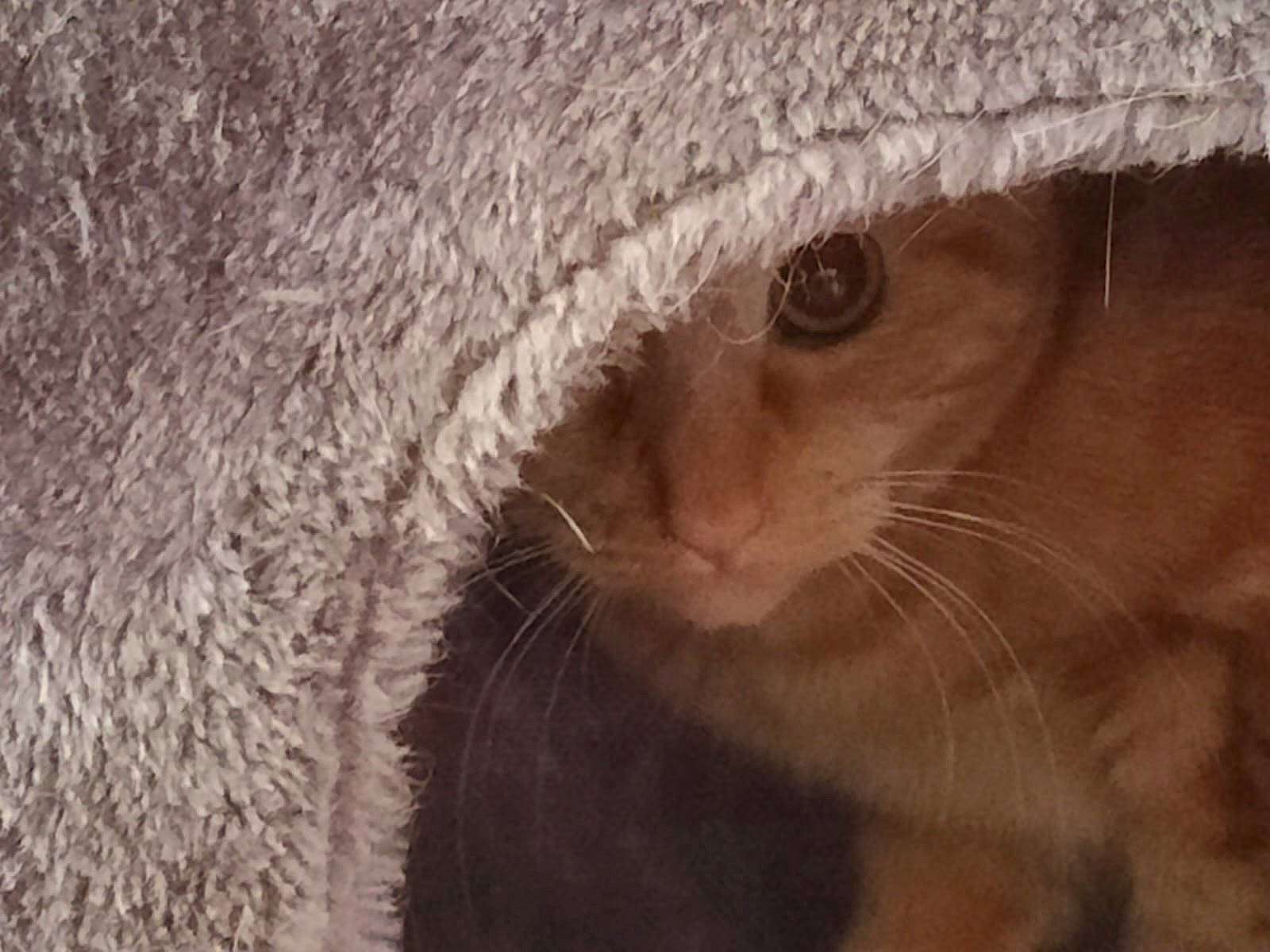 Harley a rejoint le concours — aidez-le/la à gagner de superbes lots ! cap, carnivore, cat, close_up, eyelash, fawn, fedora, felidae, fur, fur_clothing, hat, small_to_medium_sized_cats, snout, sun_hat, terrestrial_animal, whiskers, wildlife, wood, wool, woolen