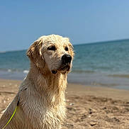 June participe au concours pour gagner de l'argent avec cette photo : dog, golden_retriever, wet, beach, sand, sea, water, outdoor, pet, animal, canine, sunlight, summer, nature, leash, muzzle, fur, portrait, calm, daytime