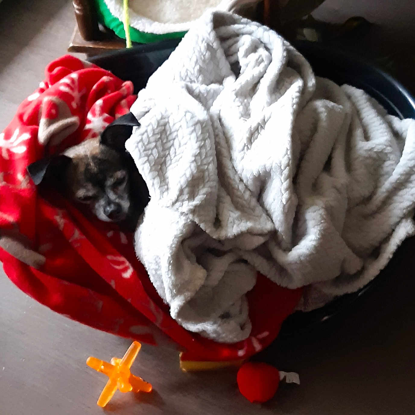 Moka participe au concours pour gagner de l'argent avec cette photo : dog, small_dog, blanket, red_blanket, white_blanket, pet_bed, basket, sleeping, nap, toy, orange_toy, floor, cozy, indoor, head, ear, muzzle, fur, relaxed, sleeping_dog