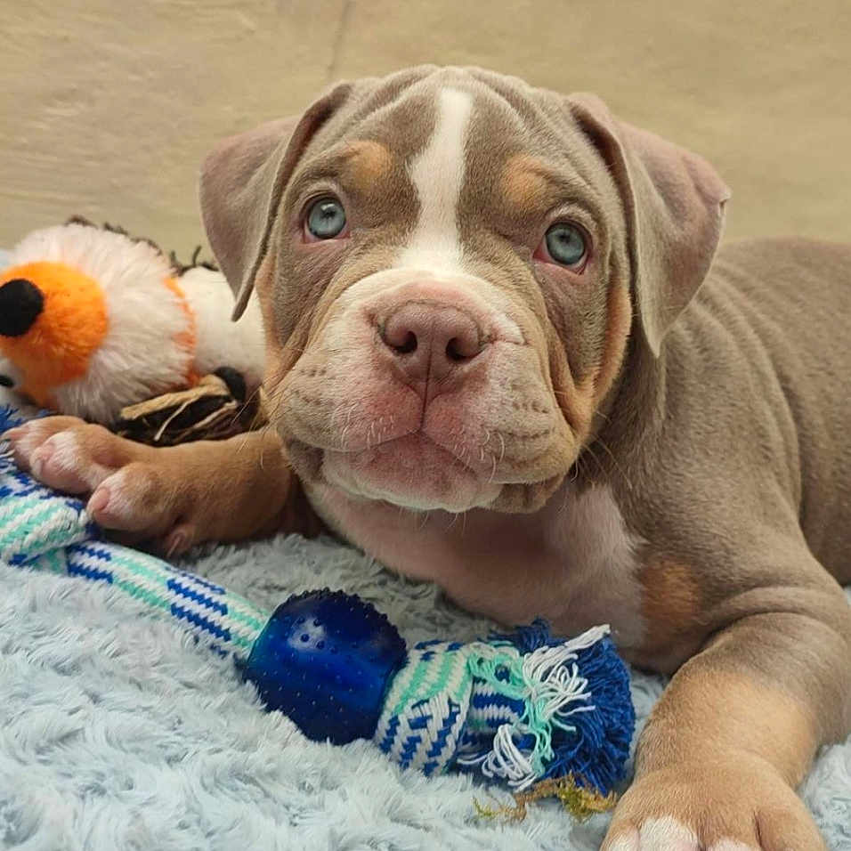 Phénix participe au concours pour gagner de l'argent avec cette photo : canidae, carnivore, collar, companion_dog, dog, dog_breed, dog_collar, dog_supply, fawn, fur, hunting_dog, liver, non_sporting_group, puppy, snout, sporting_group, whiskers, working_animal, working_dog, wrinkle