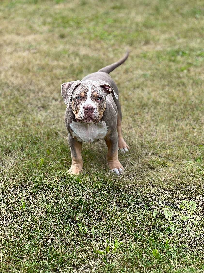 Phénix a rejoint le concours — aidez-le/la à gagner de superbes lots ! bulldog, canidae, carnivore, companion_dog, dog, dog_breed, fawn, grass, grassland, molosser, non_sporting_group, pasture, plant, snout, soil, sporting_group, terrestrial_animal, toy_dog, white_english_bulldog, wrinkle