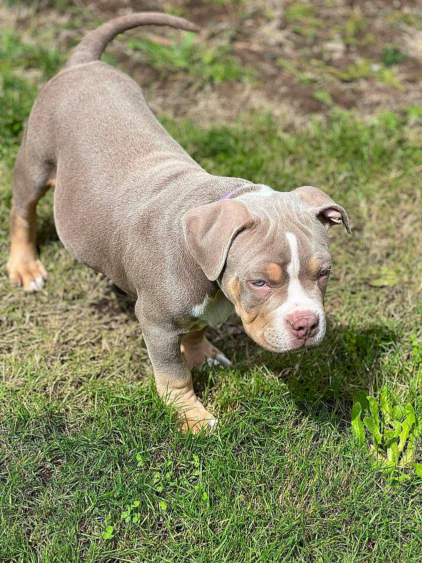 Phénix a rejoint le concours — aidez-le/la à gagner de superbes lots ! canidae, carnivore, companion_dog, dog, dog_breed, dog_supply, fawn, grass, grassland, hunting_dog, liver, non_sporting_group, plant, snout, sporting_group, tail, terrestrial_animal, wildlife, working_animal