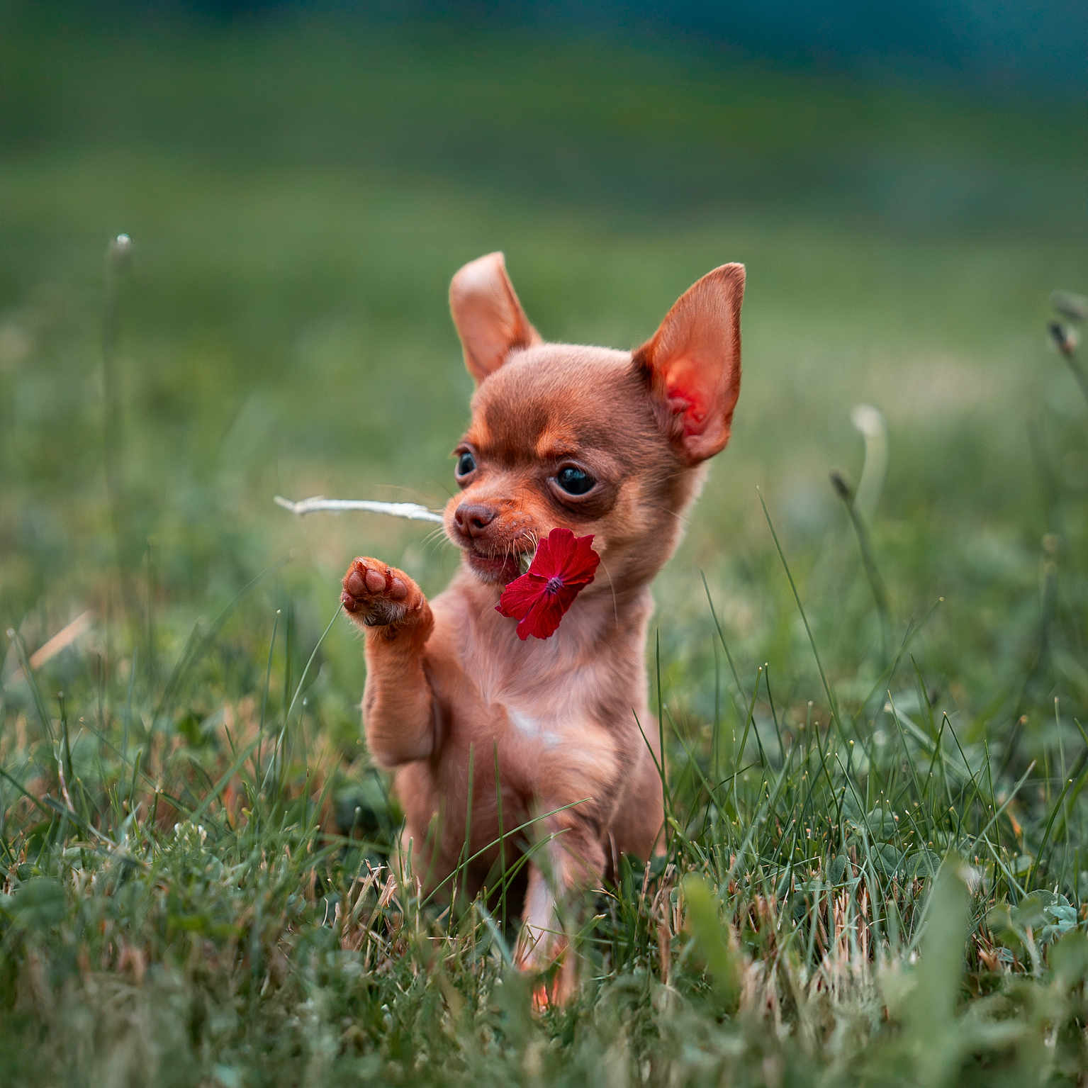 Alvaro a rejoint le concours — aidez-le/la à gagner de superbes lots ! adorable, animal, close_up, cute, dog, field, flower, grass, greenery, mammal, nature, outdoor, pet, playful, puppy, raising_paw, red_flower, small_dog, summer, young_dog