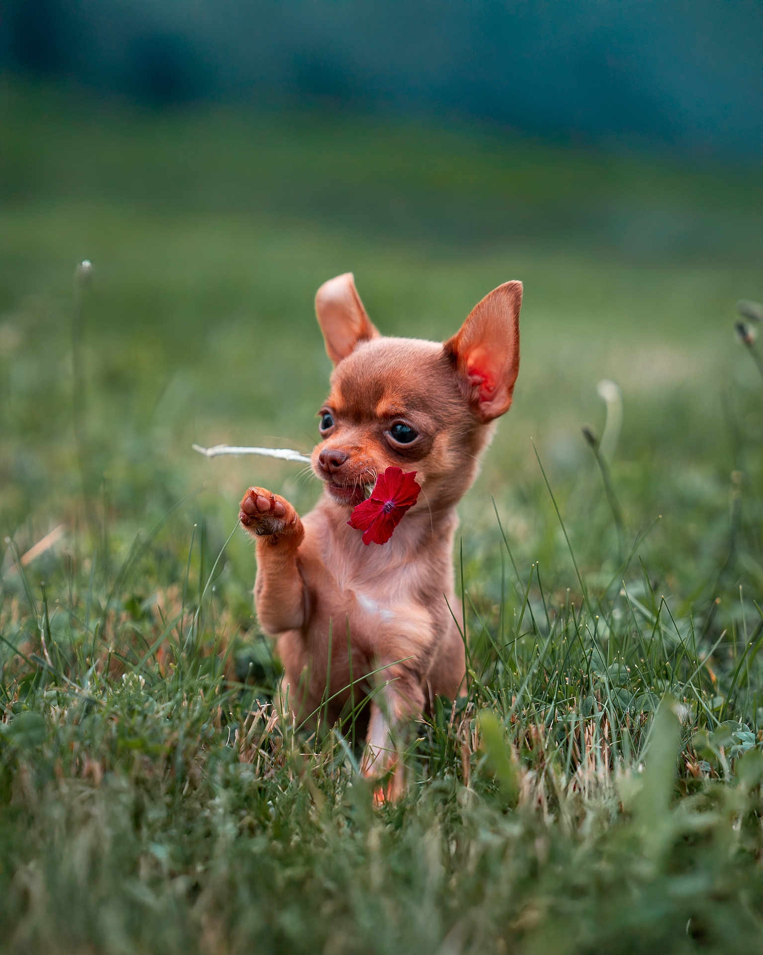 Alvaro a rejoint le concours — aidez-le/la à gagner de superbes lots ! puppy, dog, grass, flower, cute, small_dog, outdoor, nature, pet, animal, raising_paw, red_flower, greenery, young_dog, playful, close_up, adorable, mammal, field, summer