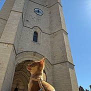 Alvaro participe au concours pour gagner de l'argent avec cette photo : dog, small_dog, brown_dog, harness, leash, clock_tower, stone_building, architecture, outdoor, daylight, blue_sky, sunlight, historic_building, pet, animal, sitting, side_view, urban, city, tower