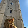 dog, small_dog, brown_dog, harness, leash, clock_tower, stone_building, architecture, outdoor, daylight, blue_sky, sunlight, historic_building, pet, animal, sitting, side_view, urban, city, tower