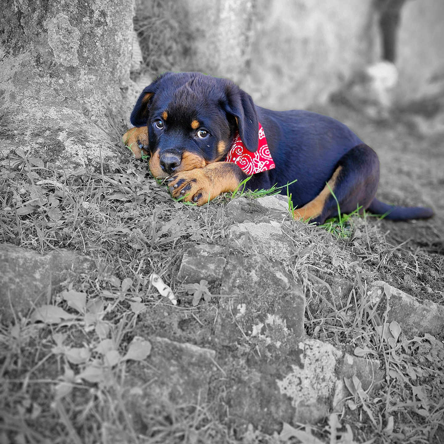 Milo a rejoint le concours — aidez-le/la à gagner de superbes lots ! accessories, animal, architecture, bandana, beagle, building, bulldog, canine, collar, dog, grass, headband, hound, labradorretriever, leash, pet, plant, puppy, soil, wall