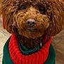 animal, brown, chair, collar, curly_fur, cute, dog, festive, floor, furniture, green, holiday, indoor, pet, poodle, portrait, red, sitting, sweater, tile