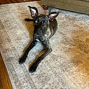 Tali is registered to the contest to win money with this photo: animal, architecture, building, bulldog, canine, couch, dog, furniture, greatdane, hardwood, homedecor, hound, indoors, interiordesign, livingroom, pet, pointer, puppy, room, wood