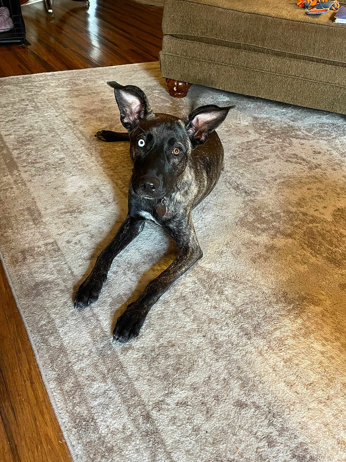 Tali is registered to the contest to win money with this photo: animal, architecture, building, bulldog, canine, couch, dog, furniture, greatdane, hardwood, homedecor, hound, indoors, interiordesign, livingroom, pet, pointer, puppy, room, wood