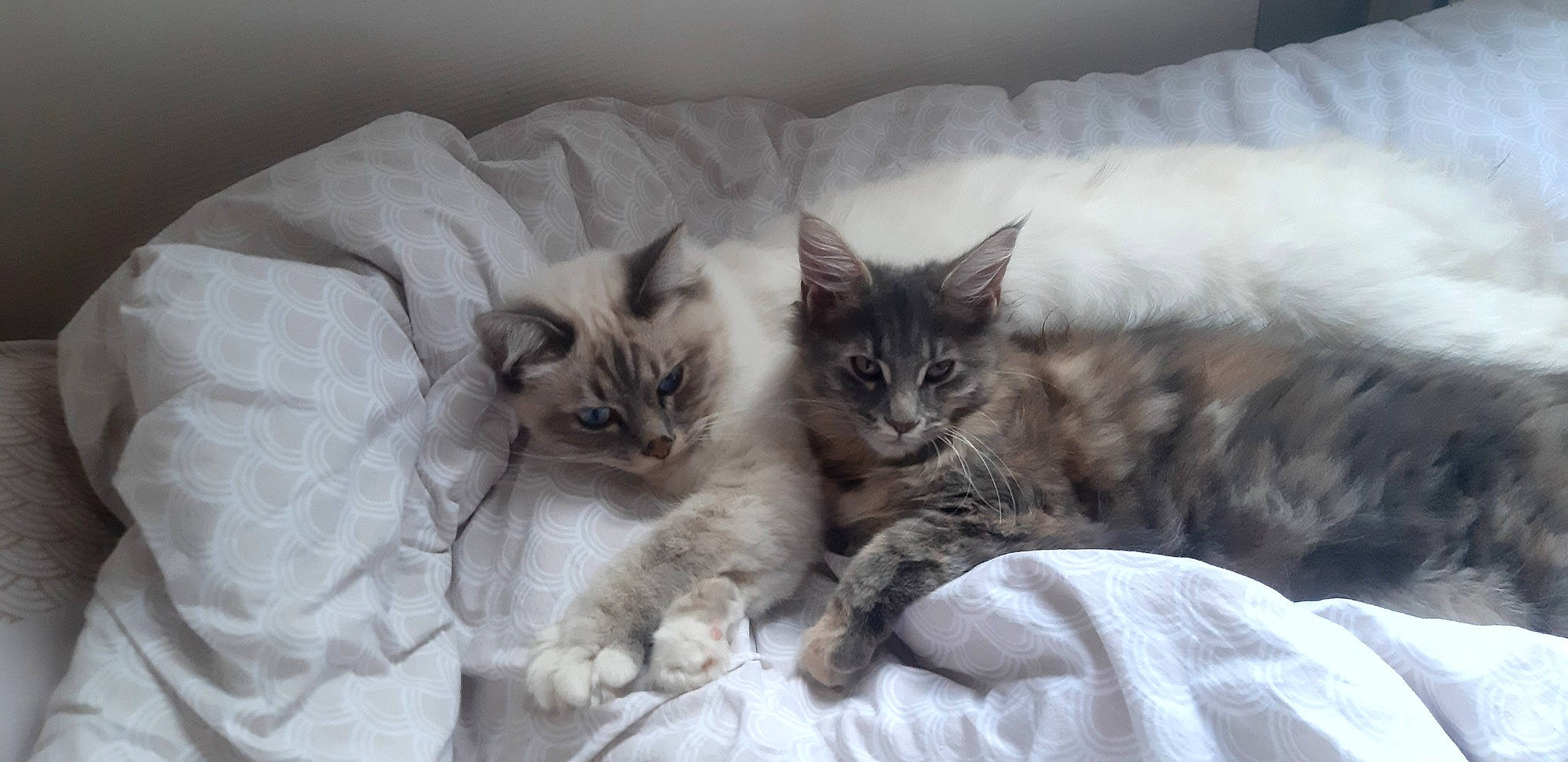 Simba a rejoint le concours — aidez-le/la à gagner de superbes lots ! bed, bed_sheet, bedding, carnivore, cat, cat_bed, cat_supply, claw, comfort, domestic_short_haired_cat, fawn, felidae, fur, grey, mammal, nap, paw, small_to_medium_sized_cats, vertebrate, whiskers