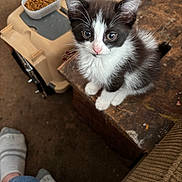Baby is registered to the contest to win money with this photo: kitten, cat, black_and_white, pet, food, pet_carrier, wooden_surface, indoor, foot, sock, jeans, curious, sitting, furry, closeup, domestic_animal, young_animal, looking_up, cozy, home