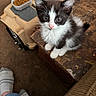 kitten, cat, black_and_white, pet, food, pet_carrier, wooden_surface, indoor, foot, sock, jeans, curious, sitting, furry, closeup, domestic_animal, young_animal, looking_up, cozy, home