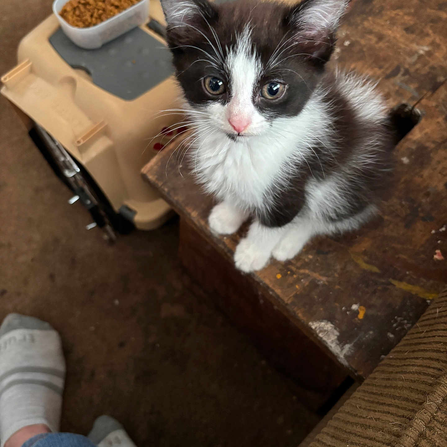 Baby is registered to the contest to win money with this photo: kitten, cat, black_and_white, pet, food, pet_carrier, wooden_surface, indoor, foot, sock, jeans, curious, sitting, furry, closeup, domestic_animal, young_animal, looking_up, cozy, home