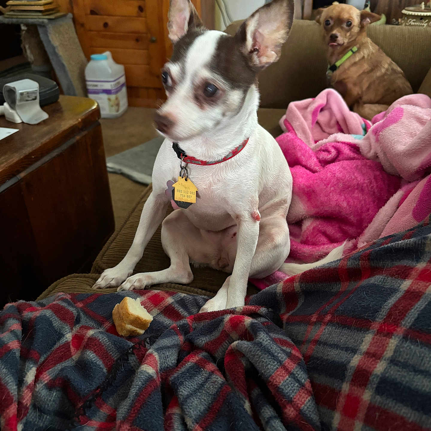Ginger