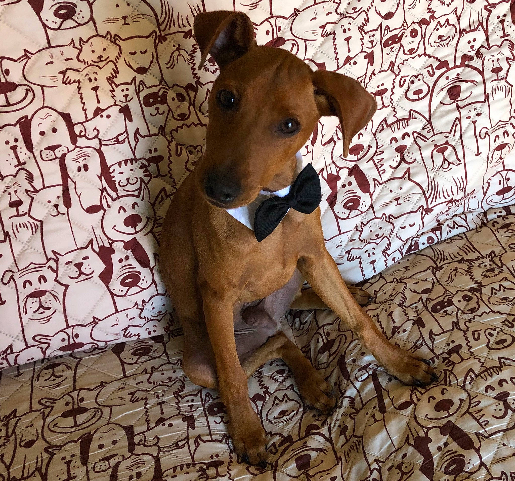 Copper joined the competition — help win amazing prizes! azawakh, canidae, carnivore, dog, dog_breed, fawn, italian_greyhound, mammal, mountain_cur, potcake_dog, rare_breed_dog, snout, vertebrate