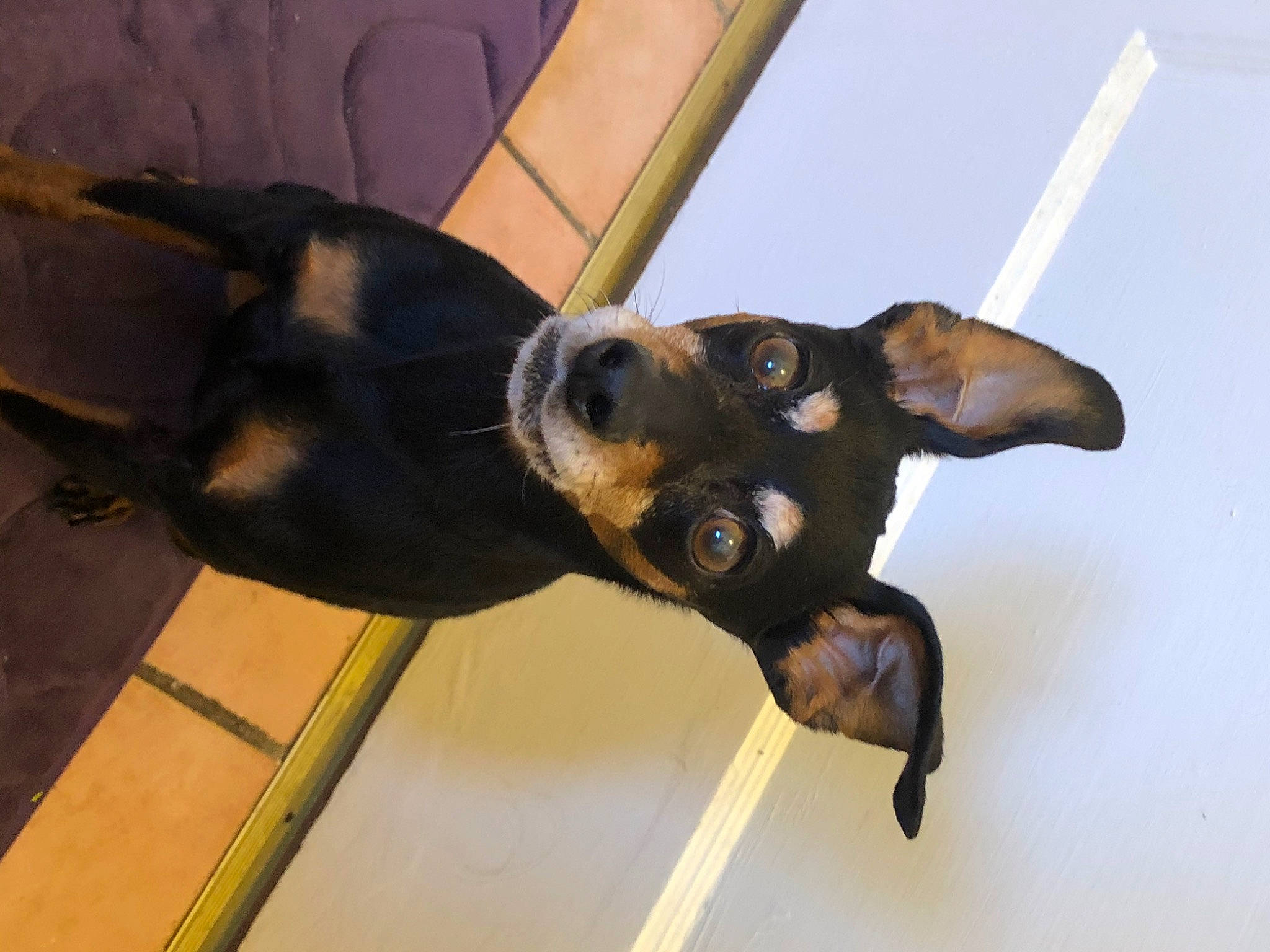 Jazz is registered to the contest to win money with this photo: black_and_tan_terrier, canidae, carnivore, dog, dog_breed, english_toy_terrier, fawn, german_pinscher, guard_dog, mammal, manchester_terrier, miniature_pinscher, pinscher, prazsky_krysarik, snout, sporting_group, toy_dog, toy_manchester_terrier, vertebrate