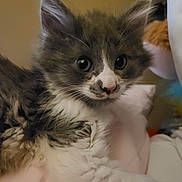 Missy joined the competition — help win amazing prizes! kitten, cat, fluffy, gray, white, cute, pet, animal, indoor, soft, blanket, fur, whiskers, ears, closeup, young, domestic, resting, curious, adorable