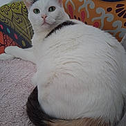 Candy participe au concours pour gagner de l'argent avec cette photo : cat, white_cat, fluffy, pet, animal, feline, green_eyes, whiskers, ears, tail, curled_tail, lying_down, relaxed, indoor, couch, blanket, colorful_background, patterned_cushion, portrait, close_up