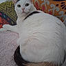cat, white_cat, fluffy, pet, animal, feline, green_eyes, whiskers, ears, tail, curled_tail, lying_down, relaxed, indoor, couch, blanket, colorful_background, patterned_cushion, portrait, close_up