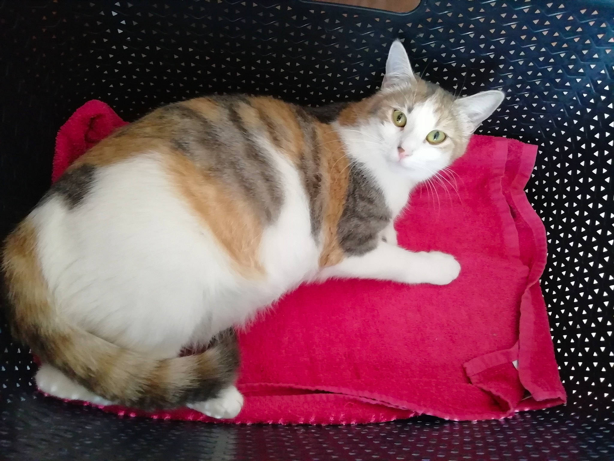 Maya