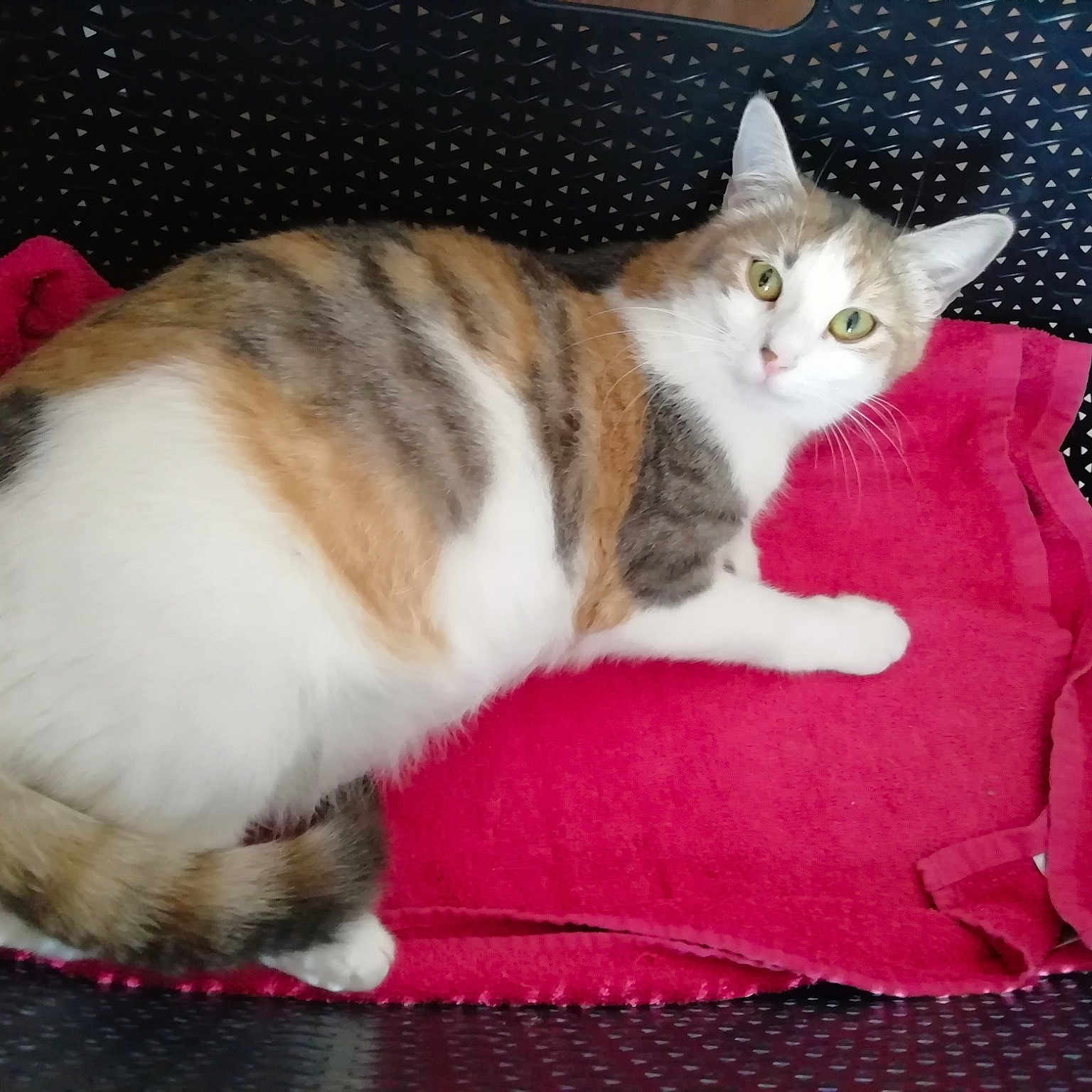 Maya
