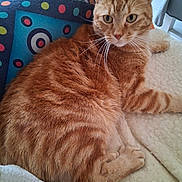 Prince a rejoint le concours — aidez-le/la à gagner de superbes lots ! cat, orange_tabby, ginger_cat, pet, feline, animal, portrait, close_up, whiskers, green_eyes, striped_fur, sitting, lounging, blanket, cushion, indoor, home, colorful_background, relaxed, alert