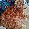 cat, orange_tabby, ginger_cat, pet, feline, animal, portrait, close_up, whiskers, green_eyes, striped_fur, sitting, lounging, blanket, cushion, indoor, home, colorful_background, relaxed, alert