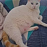 cat, white_cat, orange_tail, pet, animal, feline, blue_eyes, sitting, lying_down, lounging, fluffy, fur, paws, whiskers, ears, couch, blanket, indoor, home, portrait