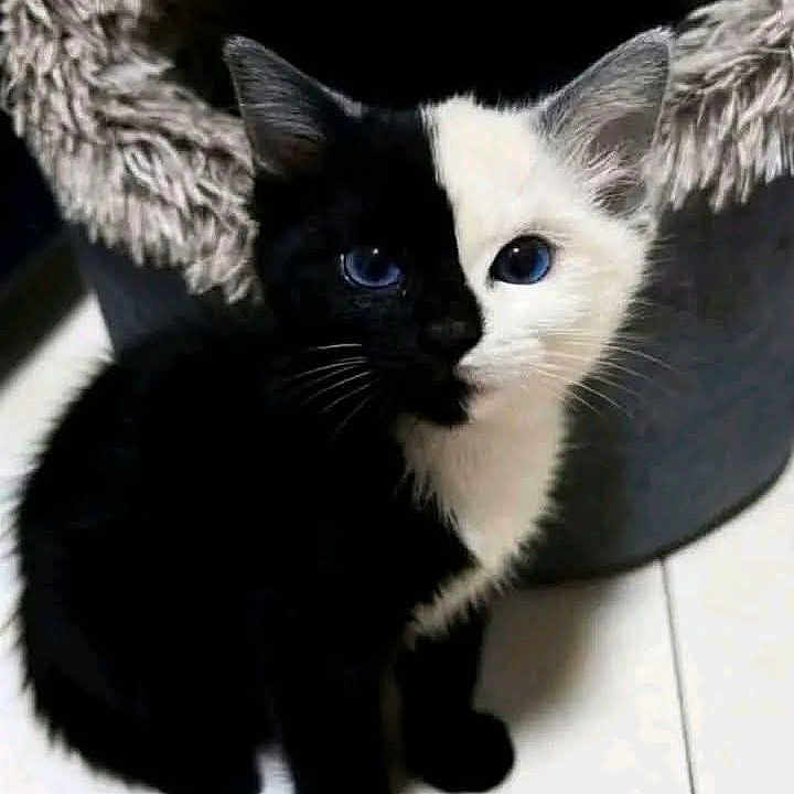 Meowth joined the competition — help win amazing prizes! cat, kitten, black_and_white, split_color, blue_eyes, pet, feline, sitting, indoor, floor, cat_bed, furry, cute, animal, portrait, domestic_cat, whiskers, close_up, contrast, fur