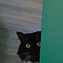 animal, black_and_white, cat, close_up, curious, domestic_cat, eyes, feline, floor, hidden, indoor, peeking, pet, playful, portrait, teal_wall, wall, whiskers, whiskers_visible, wooden_floor