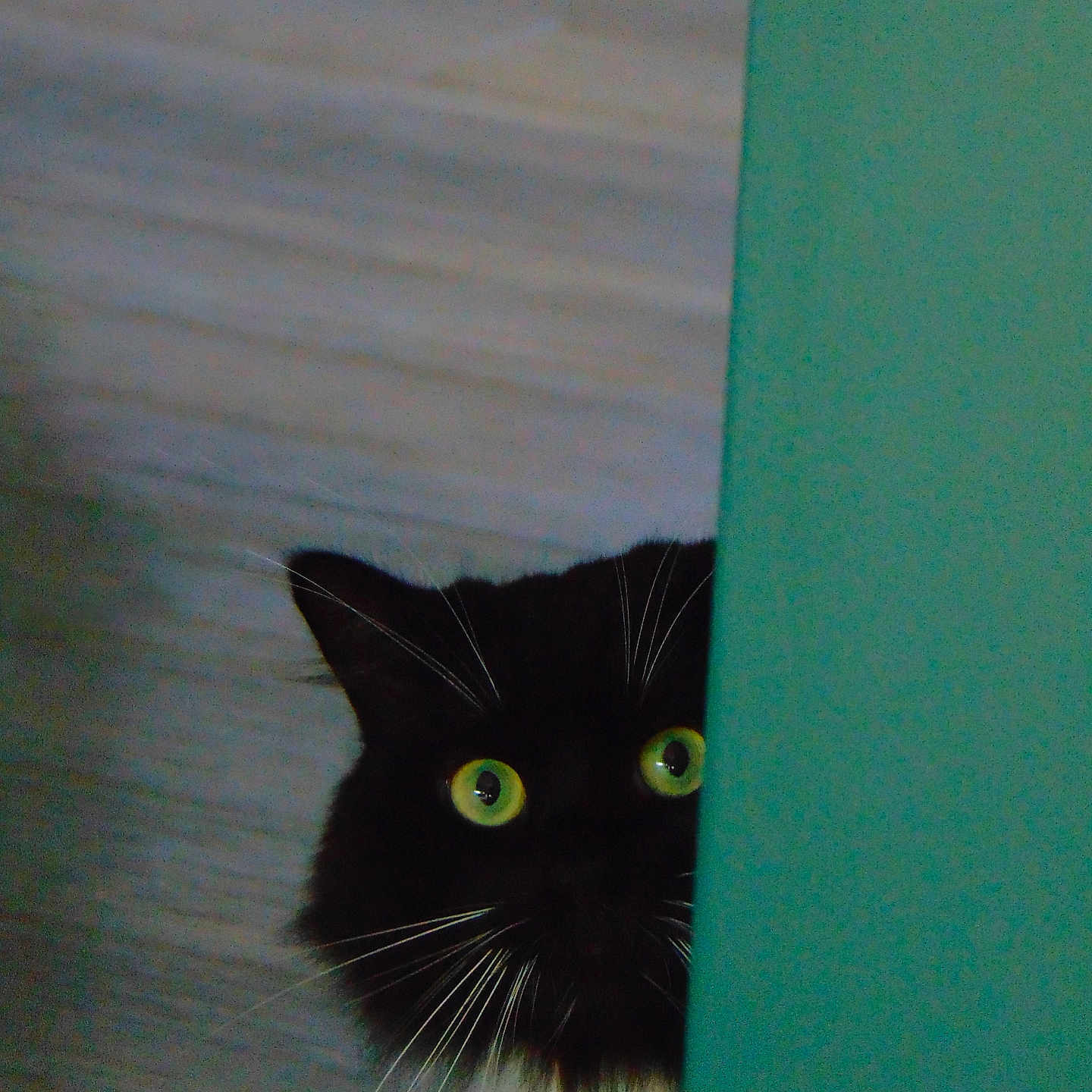Frédo
