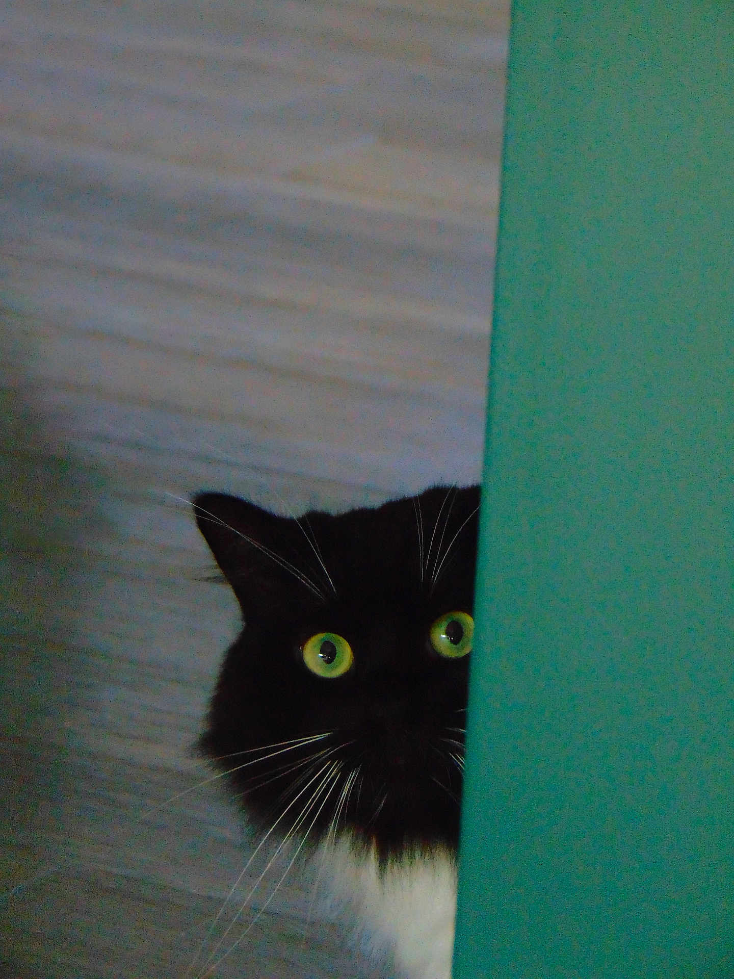 Frédo