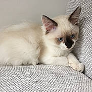 Baronne a rejoint le concours — aidez-le/la à gagner de superbes lots ! kitten, cat, blue_eyes, fluffy, cream_colored, cute, pet, indoor, couch, furniture, texture, relaxed, young_cat, animal, whiskers, ears, paws, domestic_cat, resting, curious