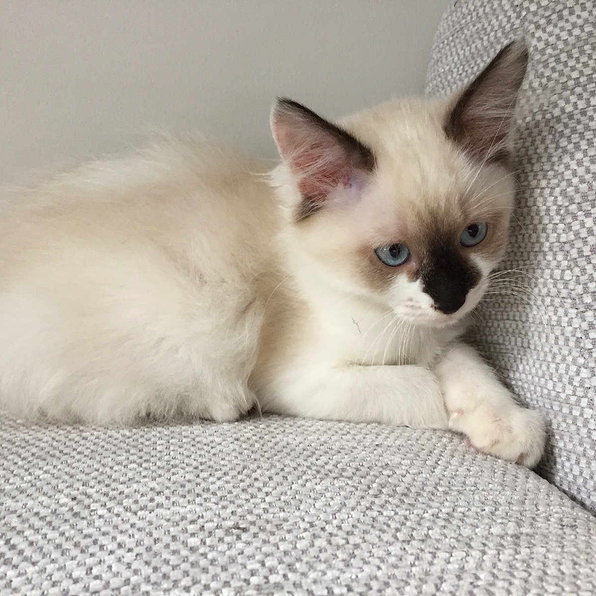 Baronne a rejoint le concours — aidez-le/la à gagner de superbes lots ! kitten, cat, blue_eyes, fluffy, cream_colored, cute, pet, indoor, couch, furniture, texture, relaxed, young_cat, animal, whiskers, ears, paws, domestic_cat, resting, curious