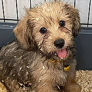 Bali a rejoint le concours — aidez-le/la à gagner de superbes lots ! puppy, dog, wood_shavings, cage, playful, happy, tongue_out, fur, pet, animal, young_dog, messy, cute, indoors, small_dog, collar, brown_fur, black_nose, eyes, sitting