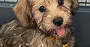 Bali a rejoint le concours — aidez-le/la à gagner de superbes lots ! animal, black_nose, brown_fur, cage, collar, cute, dog, eyes, fur, happy, indoors, messy, pet, playful, puppy, sitting, small_dog, tongue_out, wood_shavings, young_dog