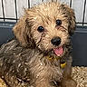 puppy, dog, wood_shavings, cage, playful, happy, tongue_out, fur, pet, animal, young_dog, messy, cute, indoors, small_dog, collar, brown_fur, black_nose, eyes, sitting