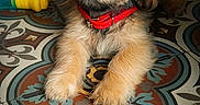 Bali participe au concours pour gagner de l'argent avec cette photo : puppy, dog, red_collar, floor, tile_floor, patterned_floor, toy, indoor, pet, cute, fur, small_dog, animal, playful, laying_down, looking_up, brown_fur, black_nose, curious, adorable