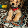 Bali participe au concours pour gagner de l'argent avec cette photo : puppy, dog, red_collar, toy, floor, tile_floor, patterned_floor, indoor, pet, cute, fluffy, small_dog, head_tilt, curious, animal, young_dog, brown_fur, black_nose, soft_fur, domestic_animal